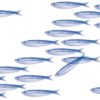 Serviettes de table intissées fantaisies par 20 - Banc de Sardines